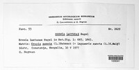Bremia lactucae image